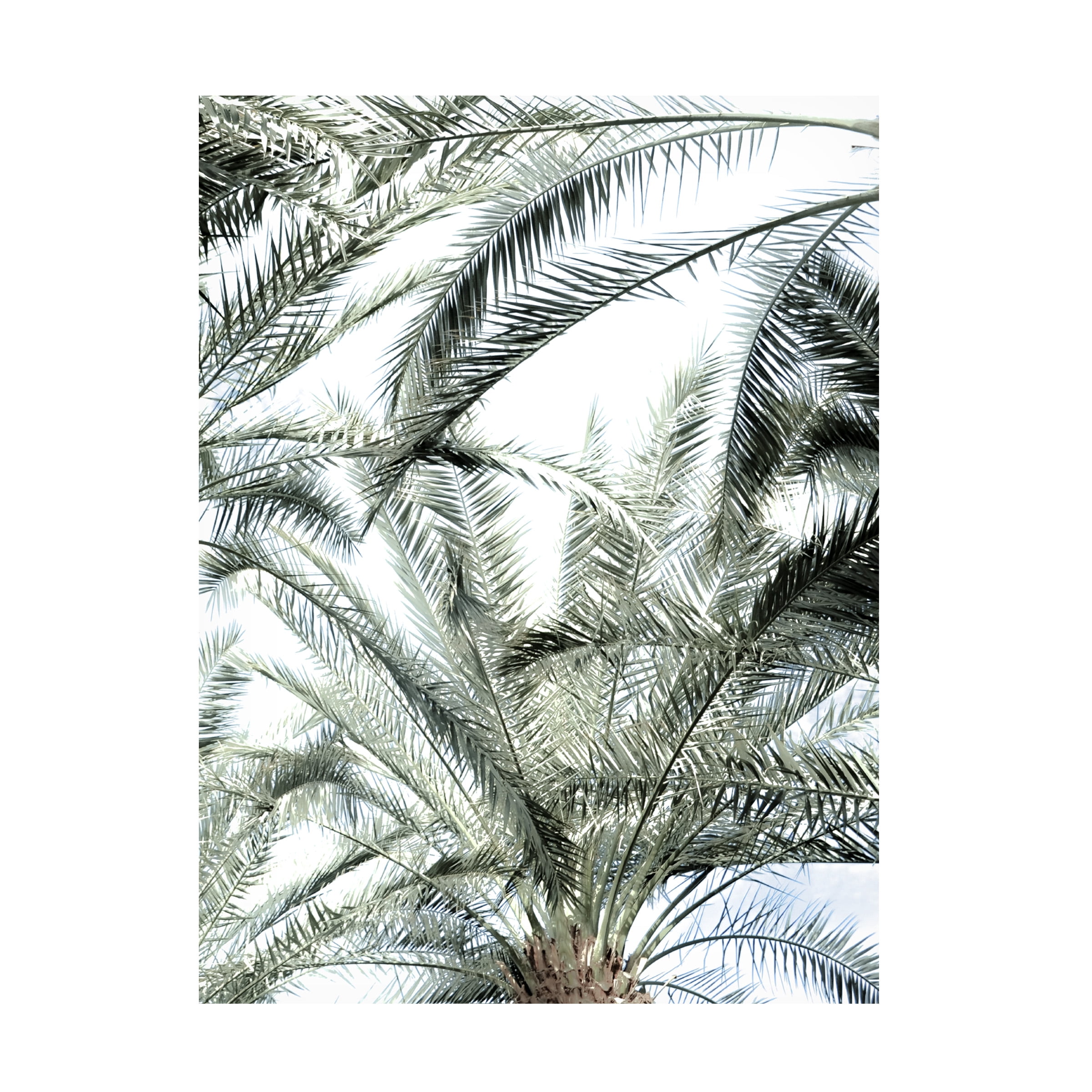Blue Palomino 'Palm Crown' Canvas Art