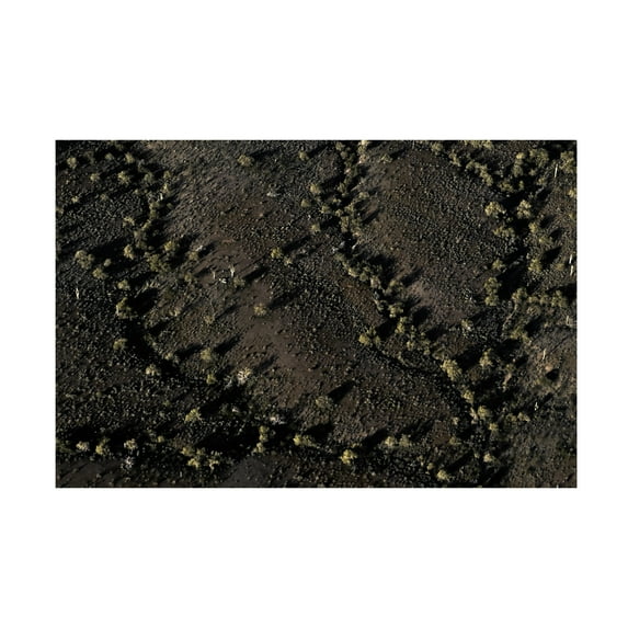 Blue Palomino 'Topography Cactus Black II' Canvas Art