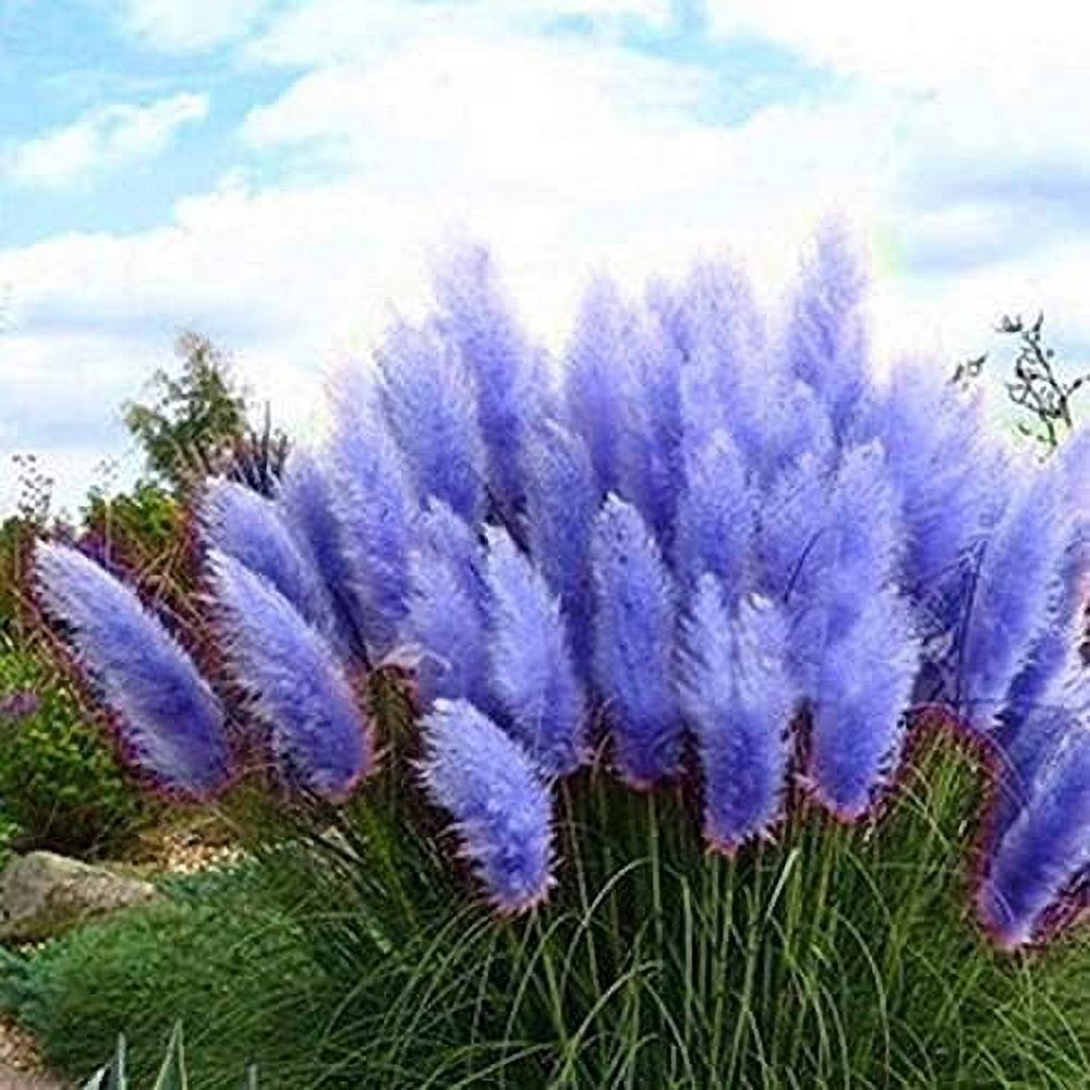 Purple deals pampas grass