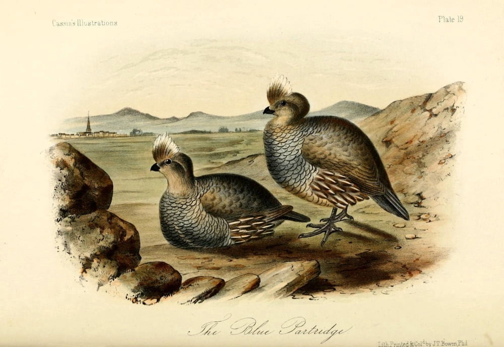 Blue Partridge Canvas Art - WE Hitchcock (18 x 24)