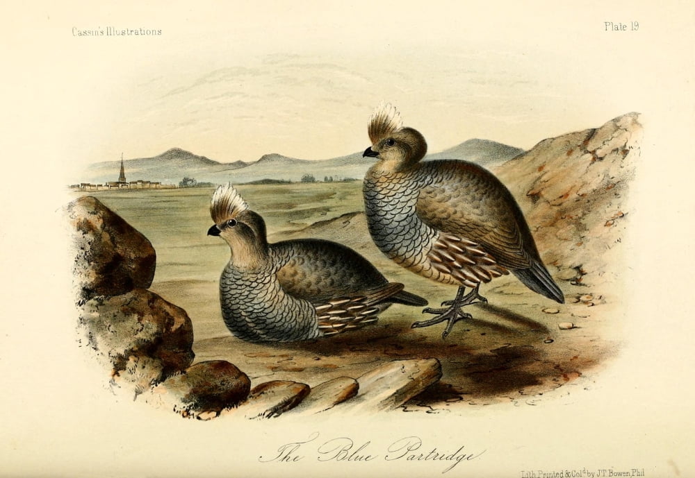 Blue Partridge Canvas Art - WE Hitchcock (24 x 36)