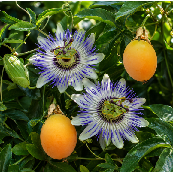 Blue Passiflora Live Plant 4-6 Inch Tall, Passion Flower Vine Starter for Trellis, Garden and Patio
