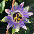 thumbnail image 1 of Blue Passion Flower Plant Live, 5 to 8 Inch Tall Passiflora Vine, Fragrant Climbing Plant for Garden or Trellis, No Pot, Well-Rooted, 1 of 5