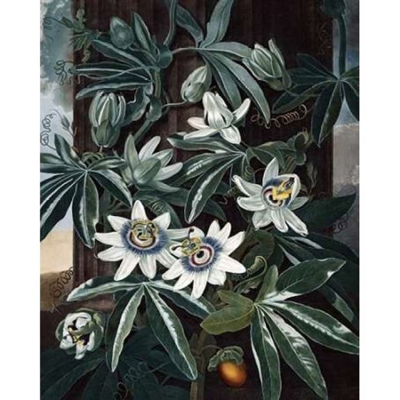 Blue Passion Flower Poster Print by Dr R Thornton (8 x 10)