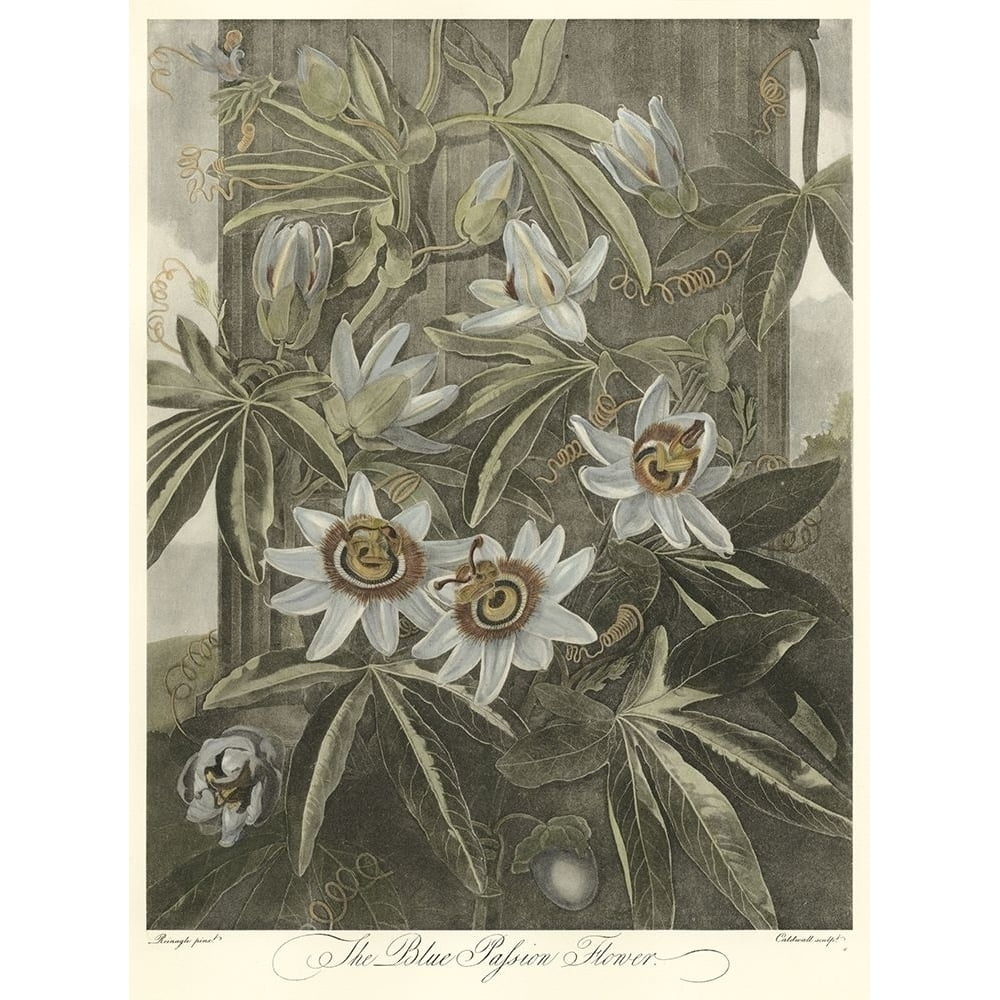 Blue Passionflower (A) Poster Print - Robert J. Thornton (18 x 24 ...