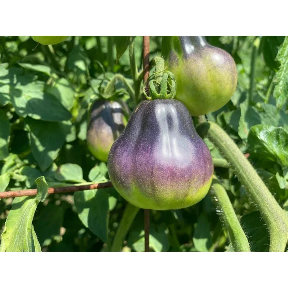 Blue Pear Tomato Premium Seed Packet
