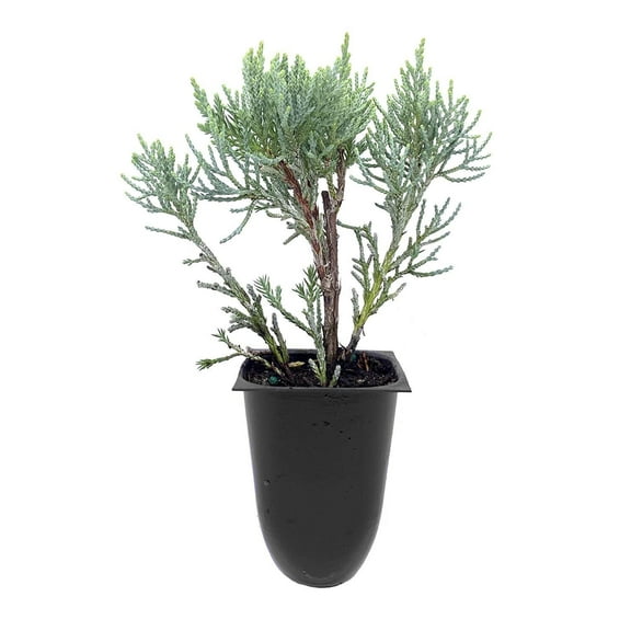 Blue Pfitzer Juniper - 10 Live Plants - Juniperus Chinensis - Drought Tolerant Cold Hardy Evergreen Ground Cover