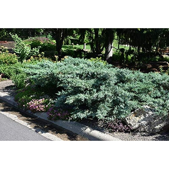 Blue Pfitzer Juniper 10 Live Plants Juniperus Chinensis Drought Tolerant Cold Hardy Evergreen Groundcover