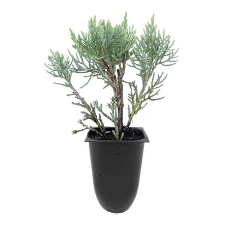 Blue Pfitzer Juniper - 15 Live Plants - Drought Tolerant Cold Hardy Evergreen Ground Cover