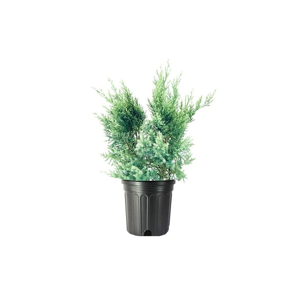Blue Pfitzer Juniper 2 Live Gallon Size Plants Juniperus Chinensis Evergreen Cold Hardy Drought Tolerant Groundcover