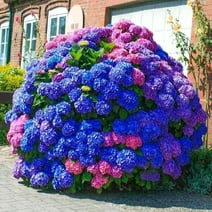 Blue Pink Purple Hydrangea Seeds for Planting - Beautiful and Hardy Perennial Flowers for Your Garden (50 Seeds)