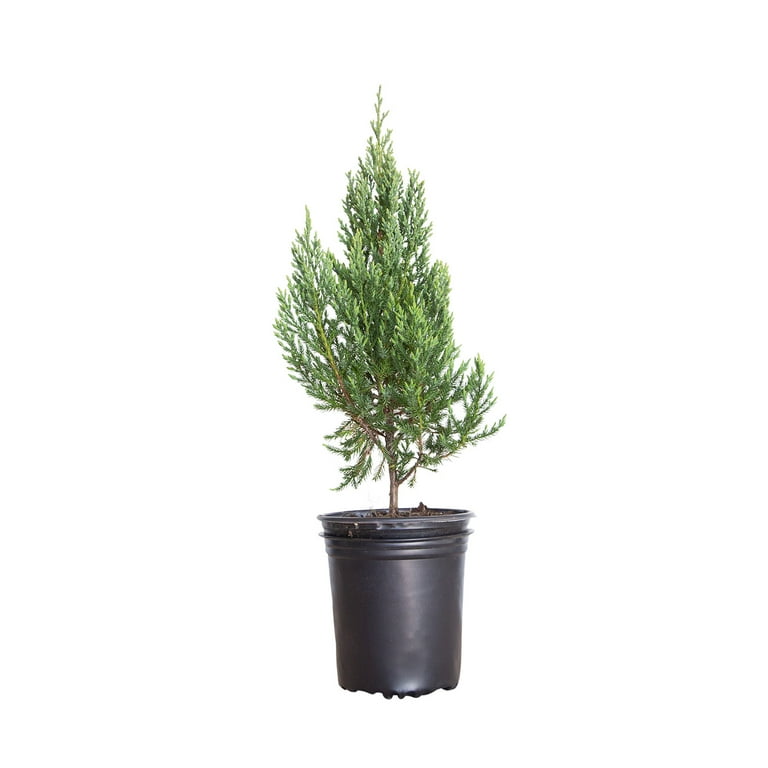 Blue Point Juniper - Upright Pyramidal Evergreen Shrub - 2.5 Qt Blue Point Juniper - Upright Pyramidal Evergreen Shrub - 2.5 Qt