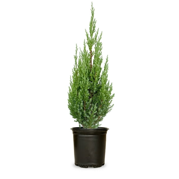 Expert Gardener Blue Point Juniper (2.5 Quart) Evergreen Tree with Blue-Green Foliage - Full Sun Live Outdoor Plant