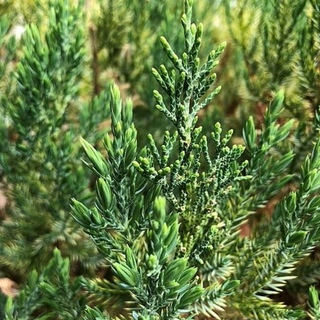 Blue Point Juniper - Juniperus chinensis 'Blue Point'