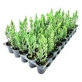 Blue Point Juniper 3 Live Trees Juniperus Chinensis Screening