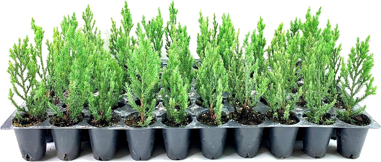 Blue Point Juniper 40 Live Trees Juniperus Chinensis Drought Tolerant