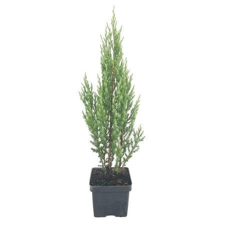 Blue Point Juniper - 9 Live 4 Inch Pots - Juniperus Chinensis - Evergreen Screening Tree