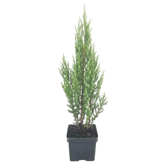 Blue Point Juniper - 9 Live 4 Inch Pots - Juniperus Chinensis - Evergreen Screening Tree
