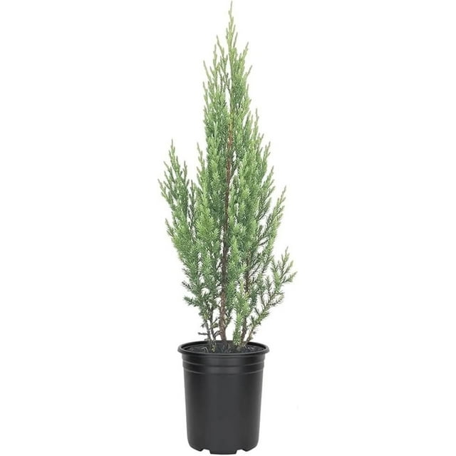 Blue Point Juniper Tree 10 Live 4 Inch Pots Juniperus Chinensis Hardy