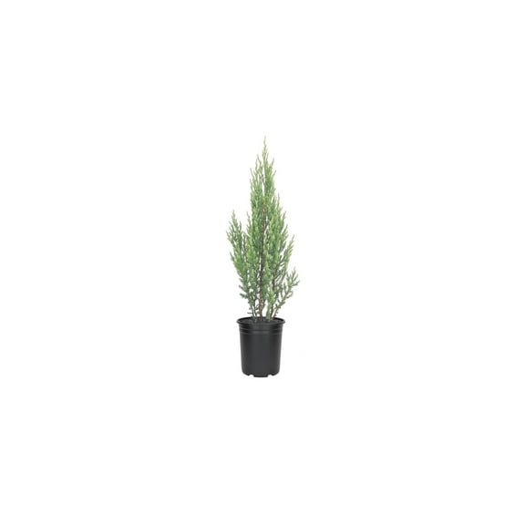 Blue Point Juniper Tree  10 Live 4 Inch Pots  Juniperus Chinensis  Hardy Evergreen Shrub  Perfect for Landscaping  Low Maintenance Plants