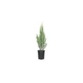 thumbnail image 1 of Blue Point Juniper Tree  3 Live 4 Inch Pots  Juniperus Chinensis  Hardy Evergreen Shrub  Perfect for Landscaping  Low Maintenance Plants, 1 of 9