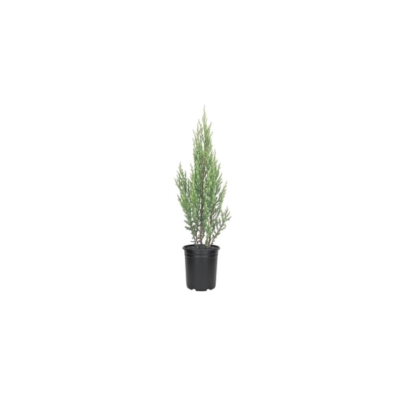 Blue Point Juniper Tree  3 Live 4 Inch Pots  Juniperus Chinensis  Hardy Evergreen Shrub  Perfect for Landscaping  Low Maintenance Plants