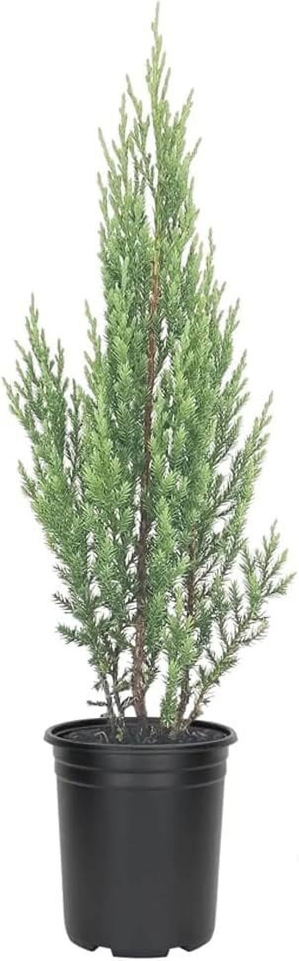 Blue Point Juniper Tree 5 Live 4 Inch Pots Juniperus Chinensis Hardy