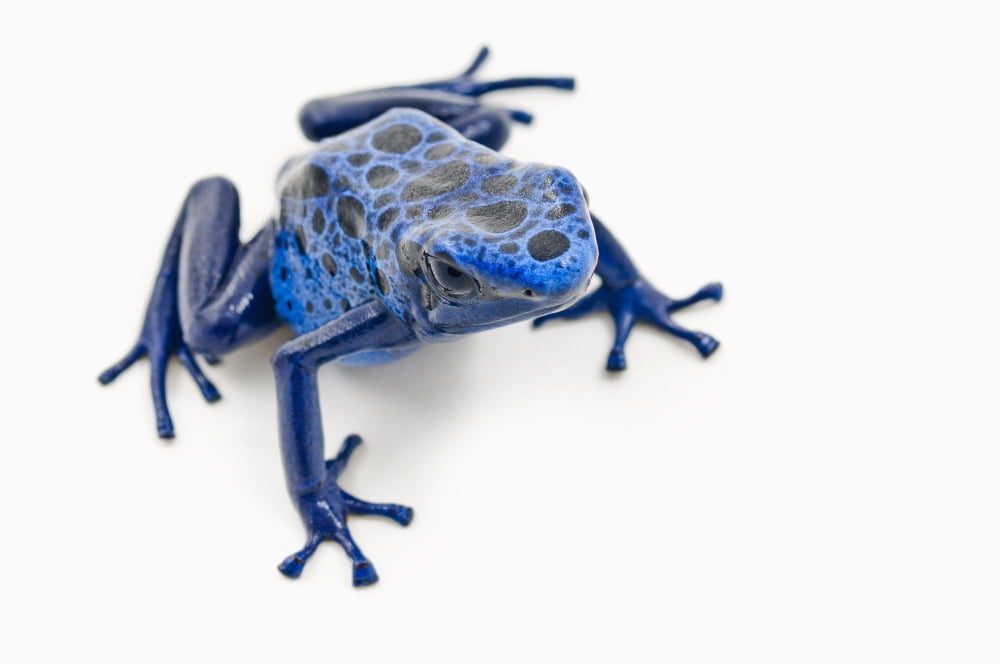 Blue Poison Dart Frog (Dendrobates Tinctorius) Alberta Canada Canvas Art - Corey Hochachka Design Pics (17 x 11)