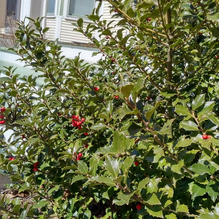 Blue Princess Holly Broadleaf Evergreen Shrub, grown in a 2.50 quart pot (1-Pack)