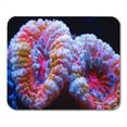thumbnail image 1 of Blue Reef This is Acanthastrea Coral Multi Colors Mousepad Mouse Pad Mouse Mat 9x10 inch, 1 of 3