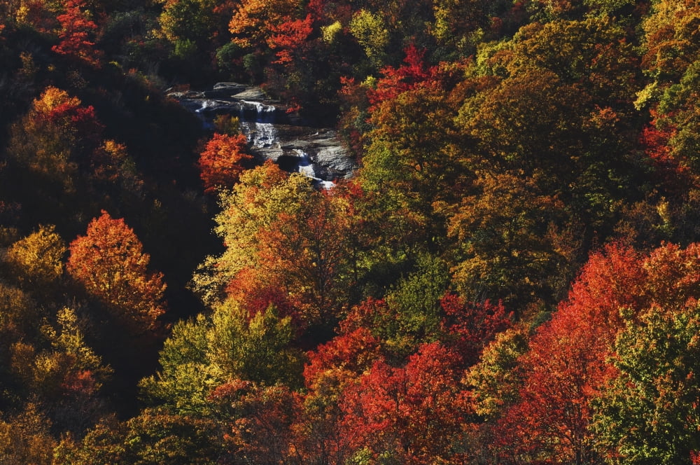 Blue Ridge Parkway North Carolina United States Of America Second Falls Of The Yellowstone Prong And Autumn Colors At Graveyard Fields Canvas Art - Natural Selection Robert Cable Design Pics (19 x 12