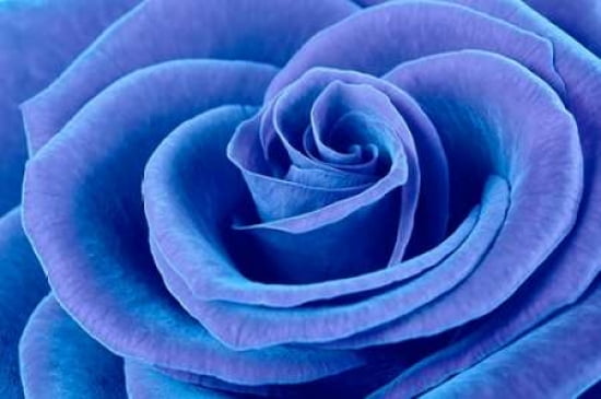 Blue Rose Canvas Art - Cora Niele (12 x 18)