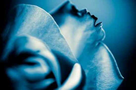 Blue Rose I Canvas Art - Beth Wold (24 x 36)
