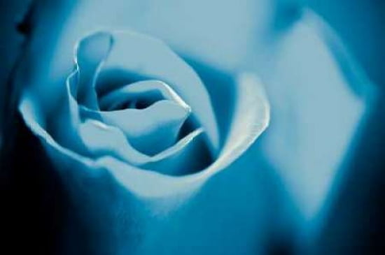 Blue Rose II Canvas Art - Beth Wold (20 x 28)