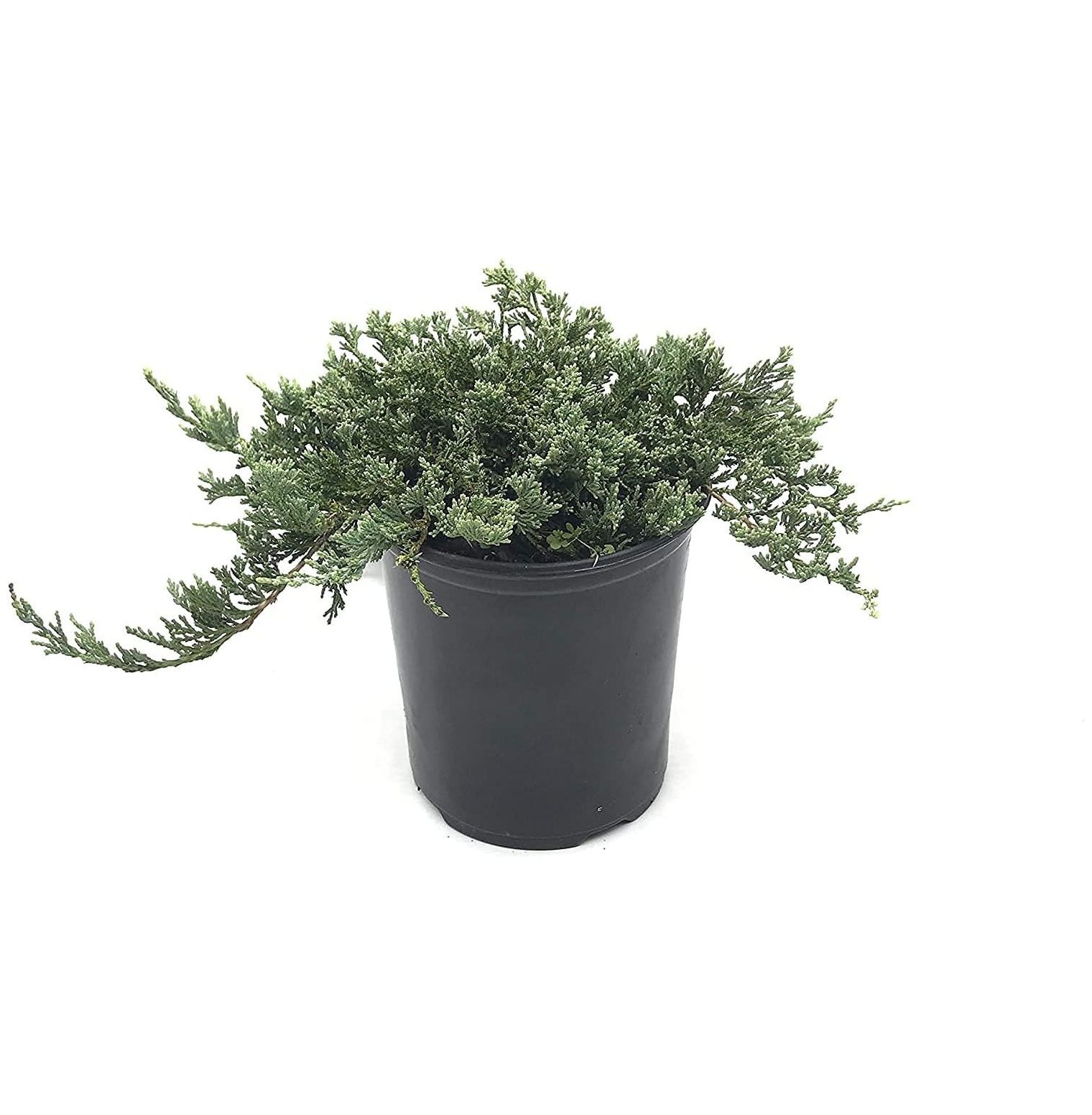 Blue Rug Juniper 1 Live Gallon Size Plant Juniperus Horizontalis