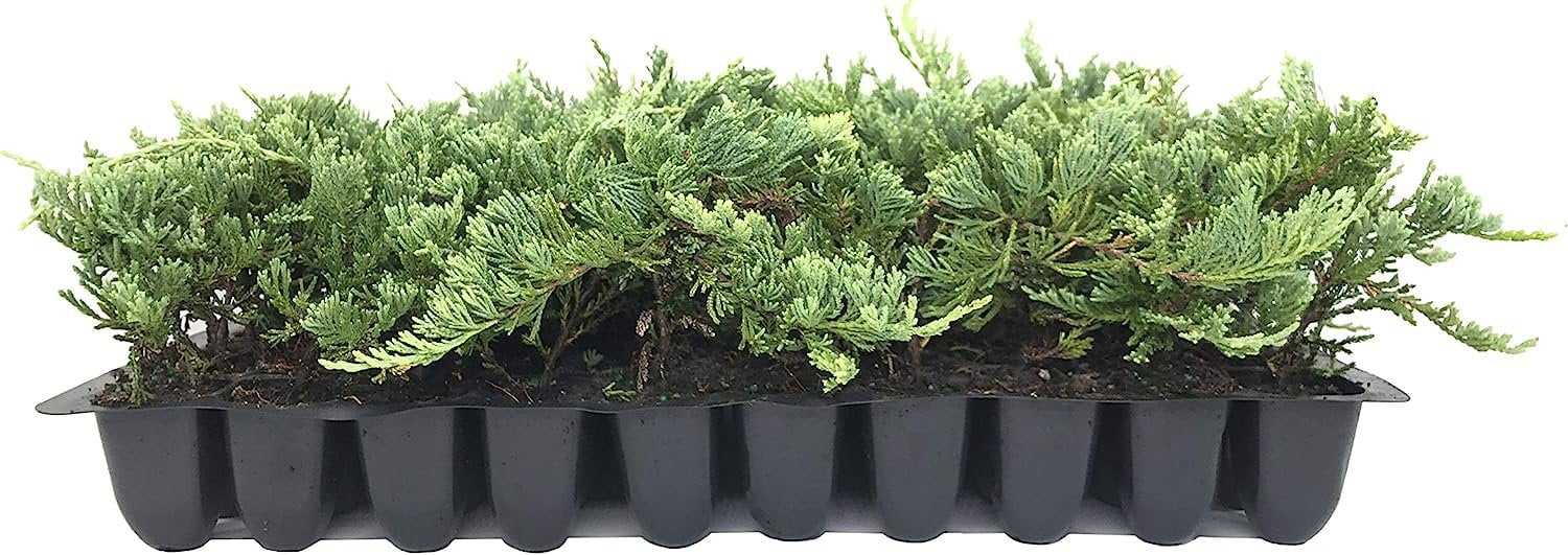 Blue Rug Juniper 10 Live Plants 2" Pots Juniperus Horizontalis