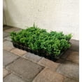 thumbnail image 1 of Blue Rug Juniper - 10 Live Plants - Drought Tolerant Cold Hardy Ground Cover, 1 of 4