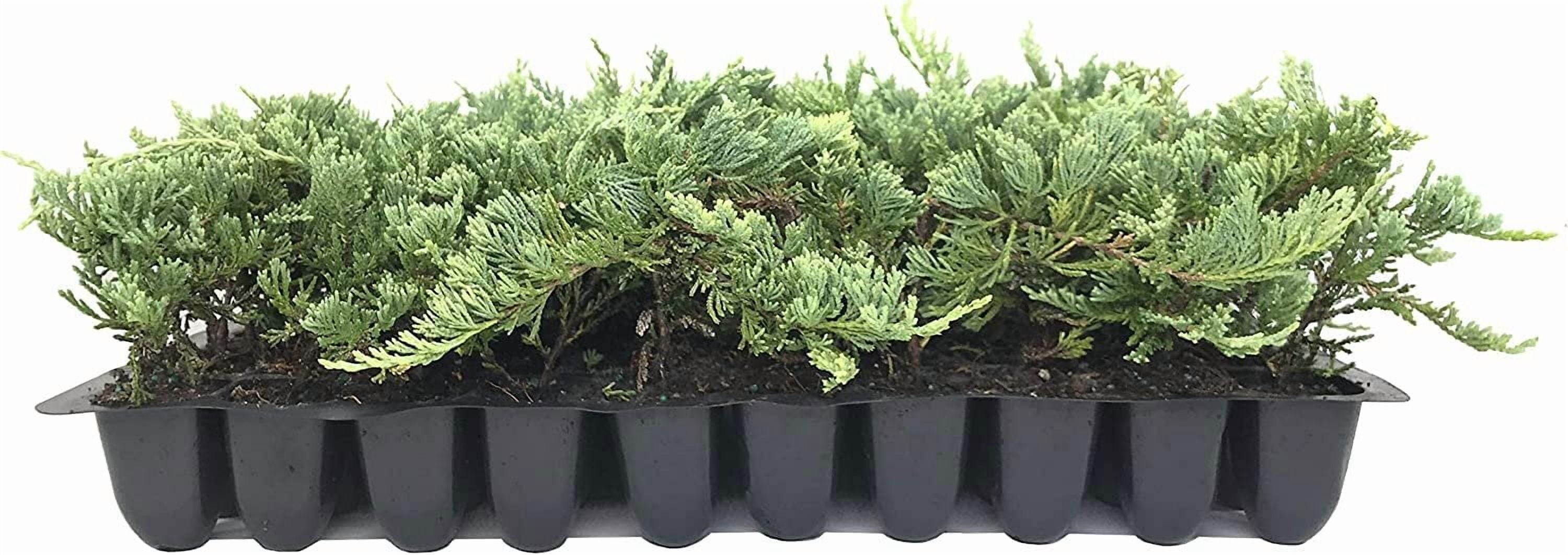 Blue Rug Juniper  10 Live Plants  Juniperus Horizontalis  Ground Cover Evergreen  Drought Tolerant Landscaping