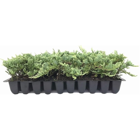 Blue Rug Juniper 10 Live Plants Juniperus Horizontalis Ground Cover Evergreen Drought Tolerant Landscaping