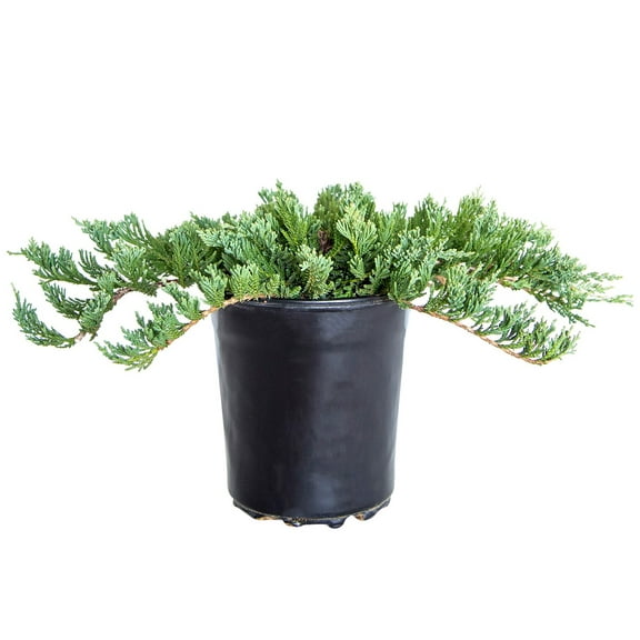 Expert Gardener Blue Rug Juniper (2.5 Quart) Low-Growing Groundcover Evergreen Shrub - Full Sun Live Outdoor Plant