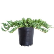 Expert Gardener Blue Rug Juniper (2.5 Quart) Low-Growing Groundcover Evergreen Shrub - Full Sun Live Outdoor Plant