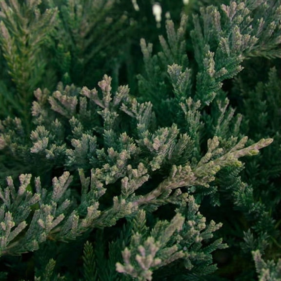 Expert Gardener Flowerwood 2.5 Qt Juniper Live Shrubs, Deer-Resistant