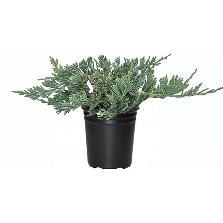 Blue Rug Juniper - 25 Live 4 Inch Plants - Juniperus Horizontalis 'Wiltonii' - Drought Tolerant Cold Hardy Evergreen