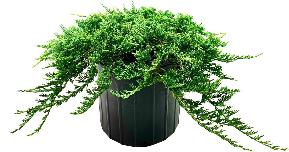 Blue Rug Juniper 3 Extra Large 3 Gallon Plants Live Ground Cover Evergreen Shrubs for