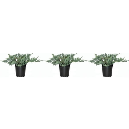 Blue Rug Juniper - 3 Fully Rooted 4" Plants - Low Maintenance Evergreen Ground Cover - Wiltonii