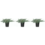 Blue Rug Juniper - 3 Fully Rooted 4 Plants - Low Maintenance Evergreen Ground Cover - Wiltonii