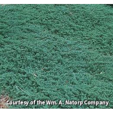 Blue Rug Juniper - 3 Gallon Evergreen Shrub