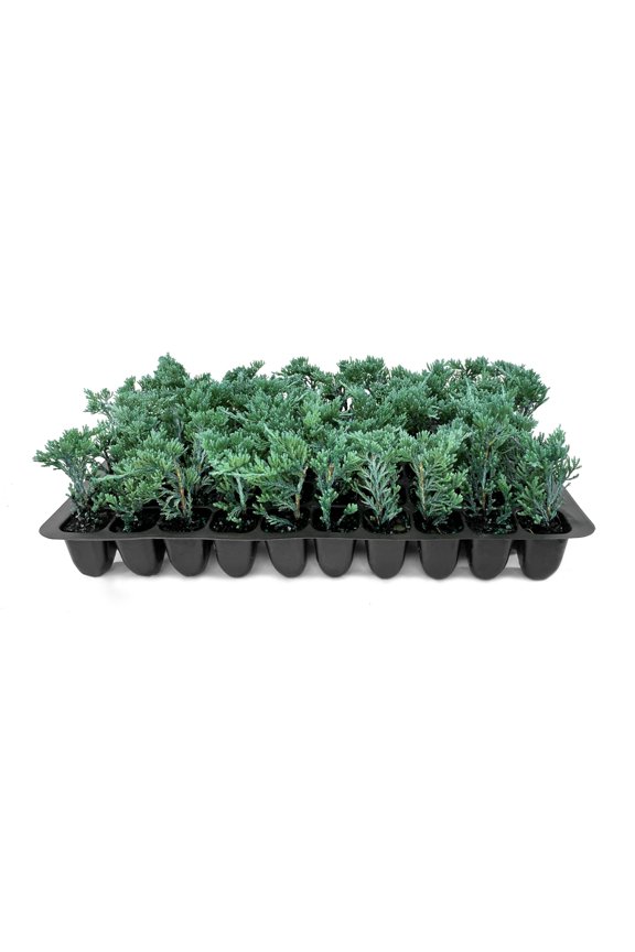 Blue Rug Juniper - 3 Live Plants - 2" Pots - Juniperus Horizontalis 'Wiltonii' - Low Maintenance Evergreen Groundcover