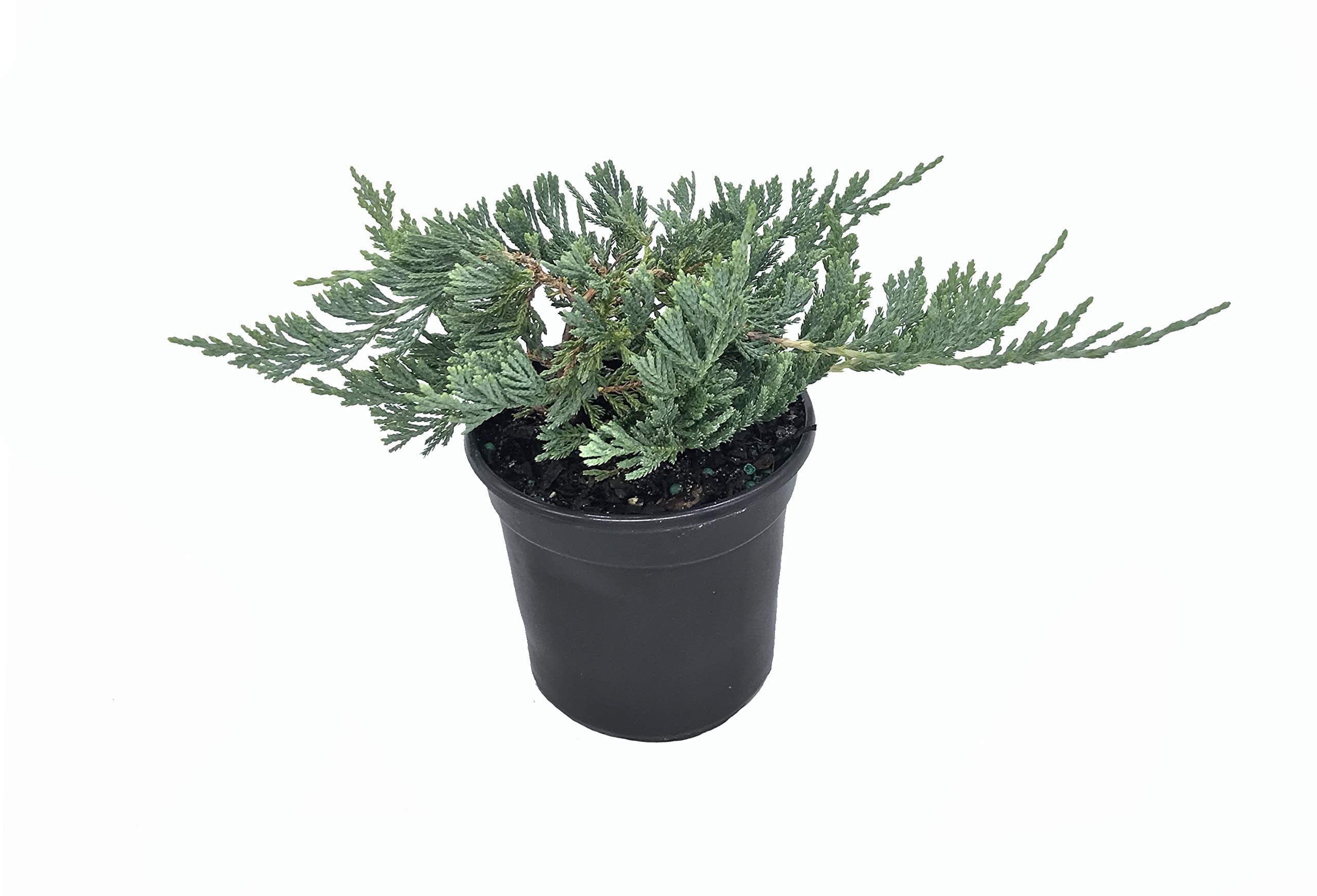 Blue Rug Juniper - 30 Live Plants - 4" Container Low Maintenance Evergreen Ground Cover
