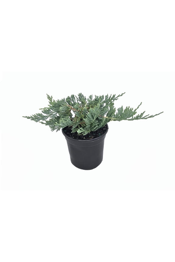 Blue Rug Juniper - 30 Live Plants - 4" Container Low Maintenance Evergreen Ground Cover